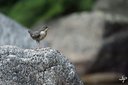 Cincle juv - De profil - 2A