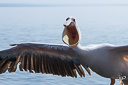 Pélican blanc - Namibie - Bec ouvert