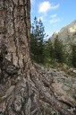 Corse - vallee de la restonica - au pied de mon arbre